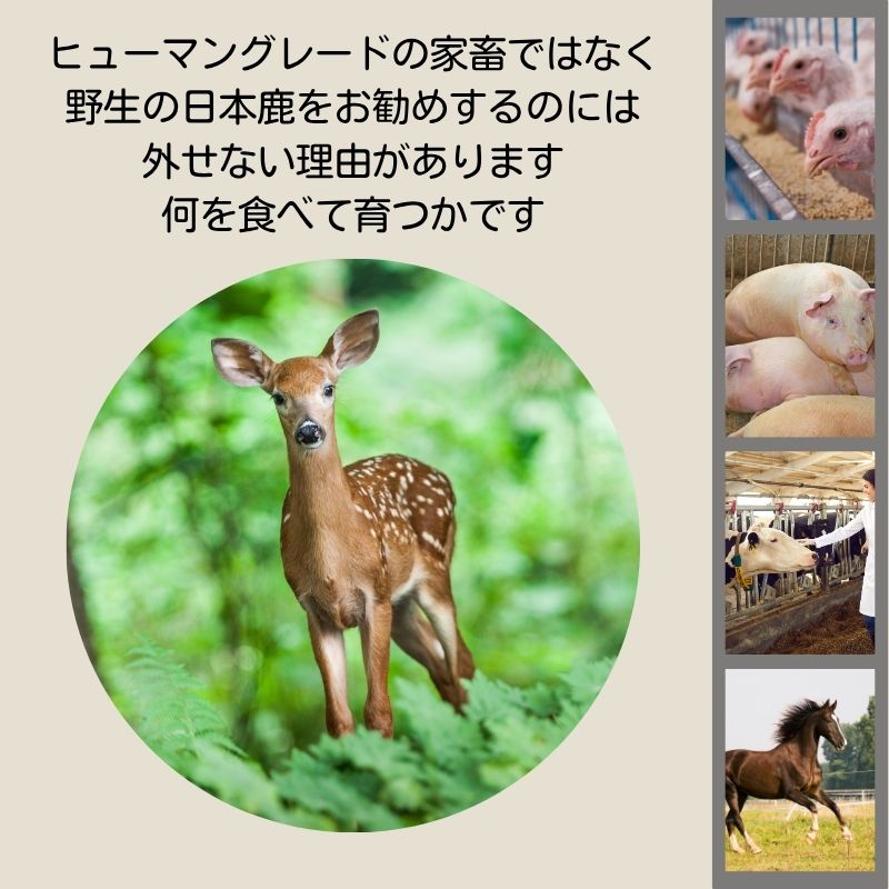 Venison - HPP 日本鹿生肉ミンチ