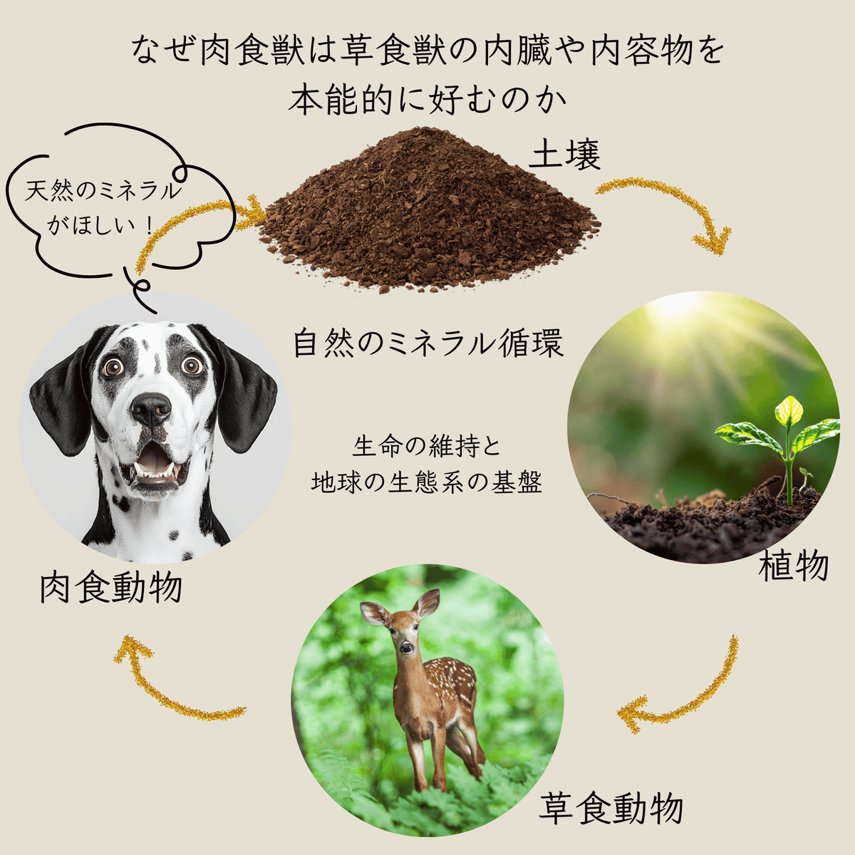 KAGUSA-HPP 鹿草-HPP フレッシュタイプ