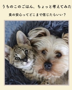 うちのこのごはん、ちょっと考えてみた
