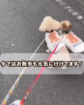 お散歩も元気に行けるようになったわんちゃん